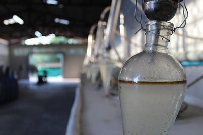 Oud Oil distillation process in Asia Plantation Capital's distillery.