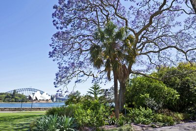 蓝花楹 - 悉尼皇家植物园 - 悉尼歌剧院和悉尼海港大桥