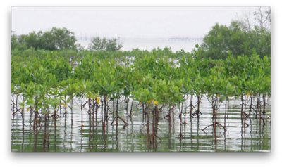 Mangrove forests like the one shown here protect shorelines from damaging storms. These trees are a great example of a natural system that can help communities better protect themselves from natural disasters. A new online guide launched by the American Society of Landscape Architects (ASLA) provides more examples of resilient landscape planning and design. According to the guide, the goal of resilient landscape planning and design is to retrofit communities to recover more quickly from extreme events...