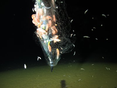 “彩虹鱼”深渊探测器成功探秘万米深渊 海洋探秘进入新时代
