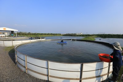 屏東林邊鄉的海紅鯛（鹹水紅尼羅魚）地上養殖池，有中央排污系統，圓池後方為藻水池，兩池以管路相通，可交換循環使用。