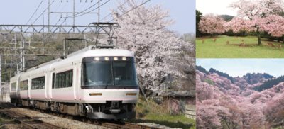 樱花季节访日攻略 近铁公司推出便利服务