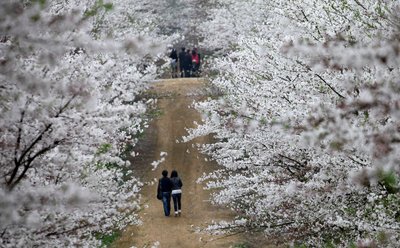 China's Largest Peach Blossom Field Flower Season Starts Now.