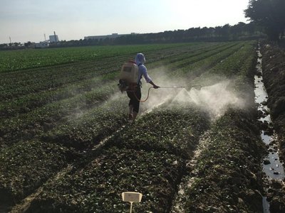 中兴农业农艺师在田间喷洒“沃得天”水溶肥