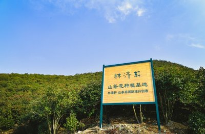 林清轩山茶花种植基地