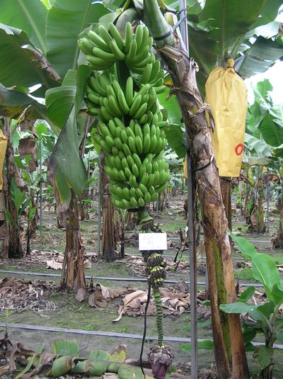 TBRI-“Taiwan Banana No. 7”, the newly developed Cavendish cultivar banana plantlet with moderate resistance to Foc TR4