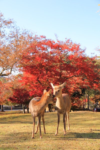 奈良公园的神鹿