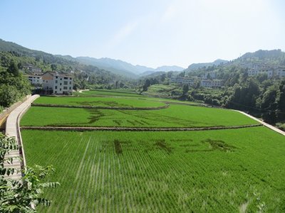 青岭村观光农业示范园（图片由利州区旅游局提供）