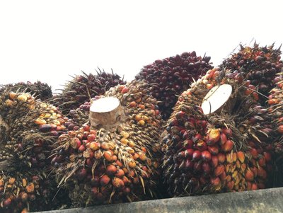 Cirro Capital expands CPO investments into Indonesia