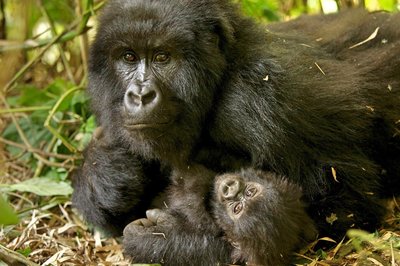在维龙加国家公园里生活的山地大猩猩