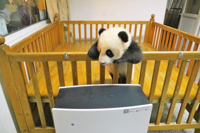安置在大熊猫雅竹产房中的Blueair空气净化器