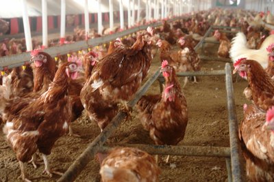 韩国鸡恢复出口到香港和越南