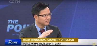 世界动物保护协会首席代表赵中华接受中国国际电视台采访