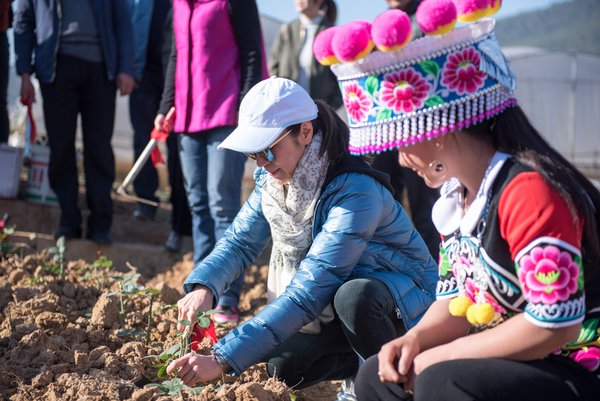 楊紫瓊在美素野生小玫瑰種植園親手種下一株原生小玫瑰