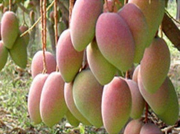 2018三亚国际芒果产业大会，万果风云会助力海南热带水果走向国际
