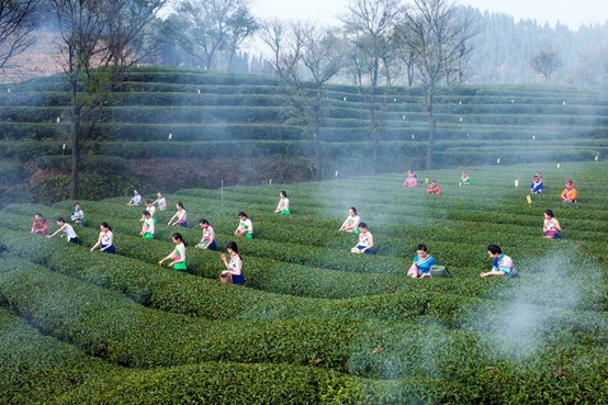 开化县特产局：“开化龙顶茶文化消费的时代”即将开启