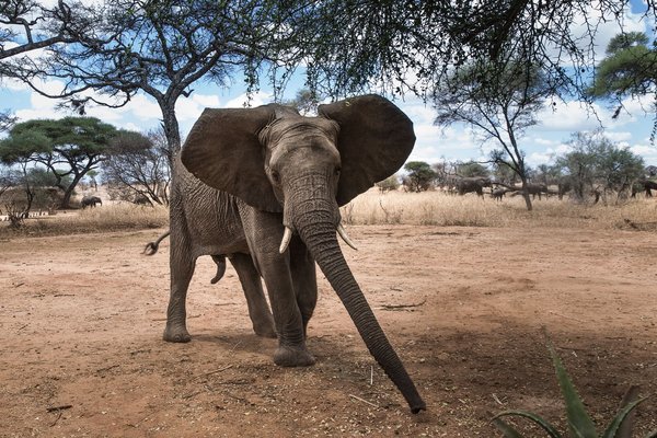 應對野生生物保護和動物福利危機 | 美通社