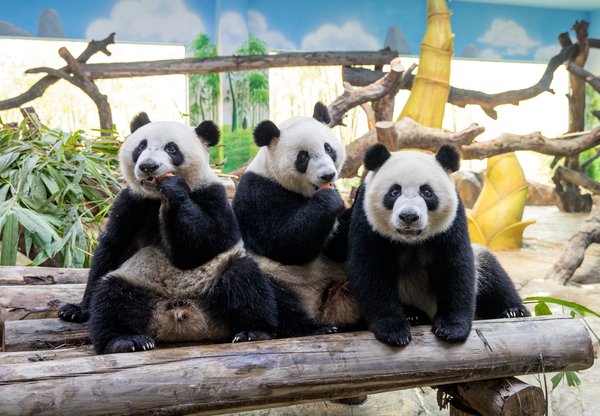 不断创造动物繁育奇迹的长隆，7月29日将迎来全球唯一大熊猫三胞胎四周岁，将有100个三胞胎家庭来送上生日祝福