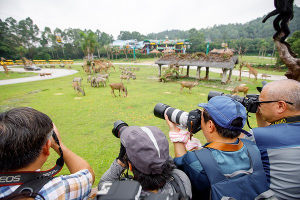 来自全国的100名摄影家和野生动物摄影爱好者参加了在长隆野生动物世界举行的大赛开镜仪式。