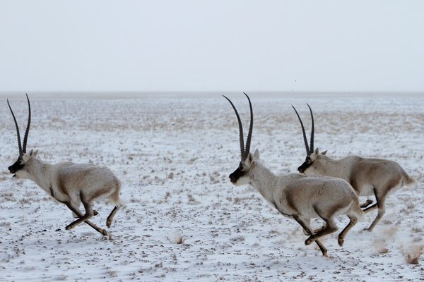 The Tibetan antelope in the Hol Xil