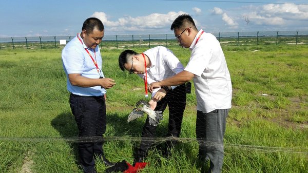 救助國家重點保護(hù)鳥類  松原查干湖機(jī)場在行動