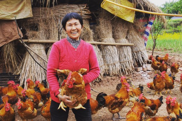 通过支持农民养殖家禽，嘉吉四川扶贫项目将帮助当地400多户农民摆脱贫困
