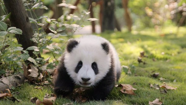 爱彼迎于成都大熊猫繁育研究基地认养大熊猫“爱妞儿”