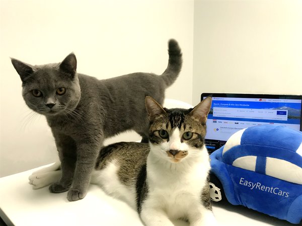 総合レンタカー予約サイト「EasyRentCars.com」は日本語サイトを発表。2匹の猫はCHO（Chief  Healing Officer）を務める