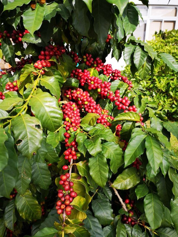 云南小粒种咖啡树