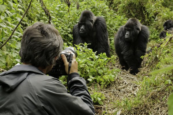 在卢旺达丛林密布的山区，与一群山地大猩猩面对面