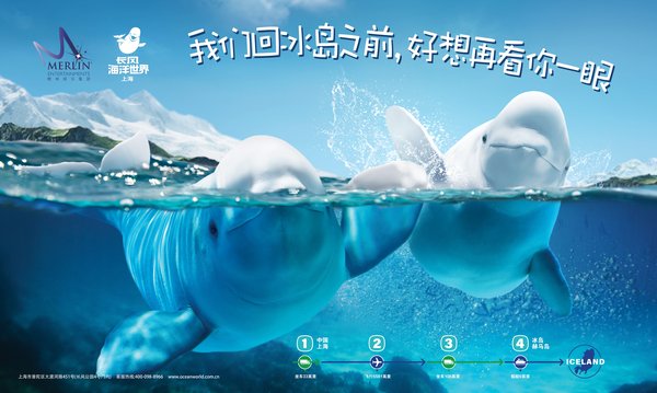 上海长风海洋世界携吴尊温暖守护 小白鲸开启九千公里的回家之旅
