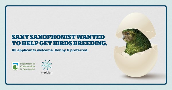 Saxophonist wanted to help get birds breeding. All applicants welcome. www.meridian.co.nz/saxy
