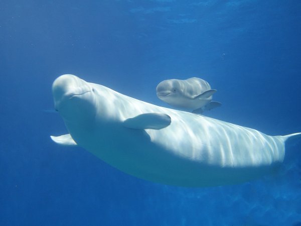 白鲸Sophia12月30日在珠海长隆顺利诞下小公主