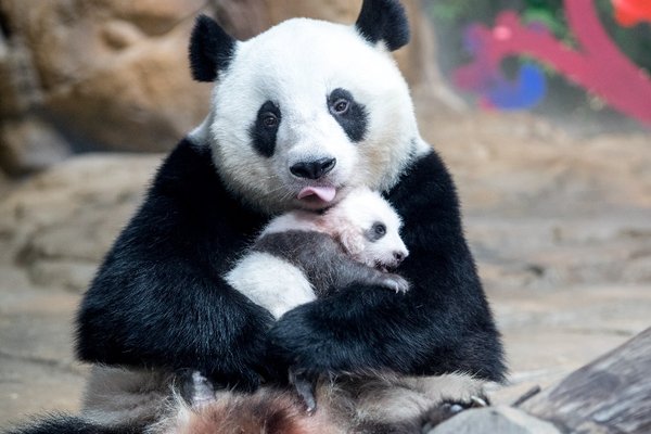 首只华南熊猫“子二代”隆仔将和妈妈共同在广州长隆欢度第一个农历春节