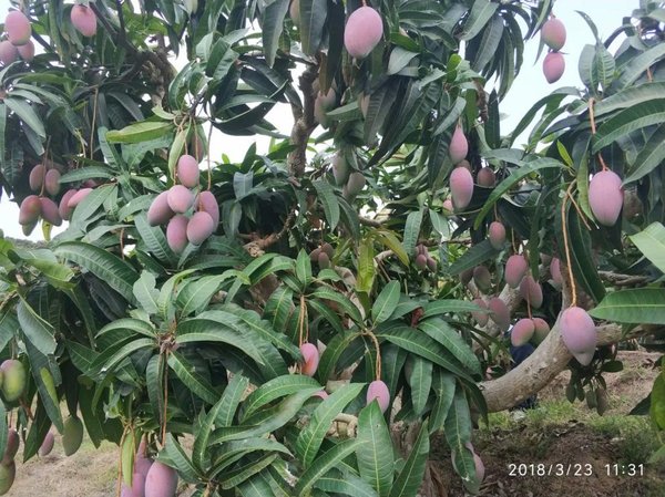 2019首届海南热带水果产业博览会3月举行，千家采购共赴三亚盛会