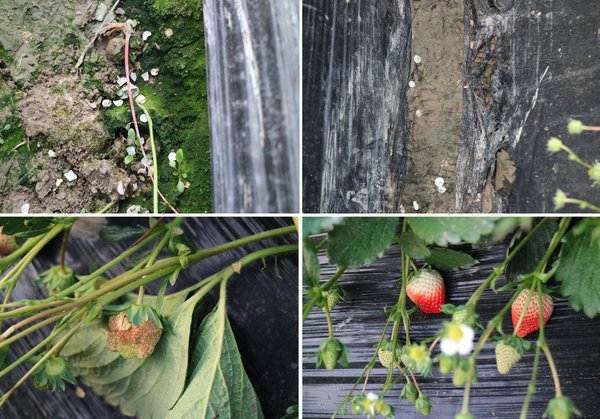 左对照田：土壤板结、酸化，青苔遍地，开花坐果少，畸形果较多；右示范田：土壤松软，青苔较少，花量大，结果多，果型优良