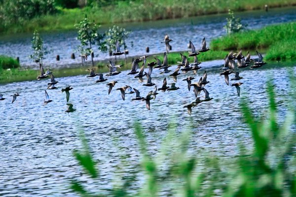 深圳華僑城濕地公園