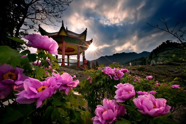 The 20th Dianjiang Peony Culture Festival draws attention to the birthplace of the Landspace Peony, iChongqing investigates