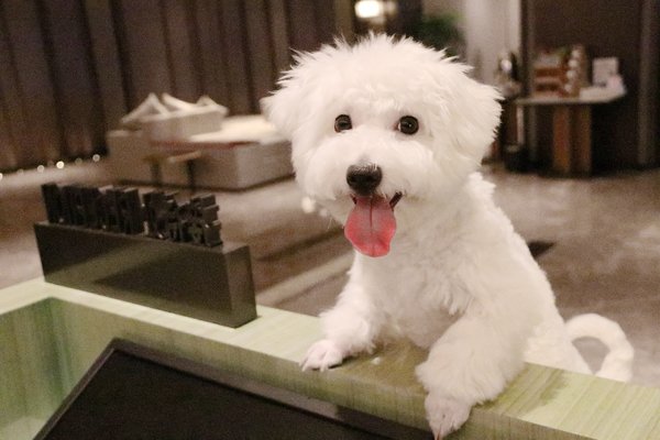 重庆渝融豪生酒店 打造重庆首家可带宠物入住的酒店