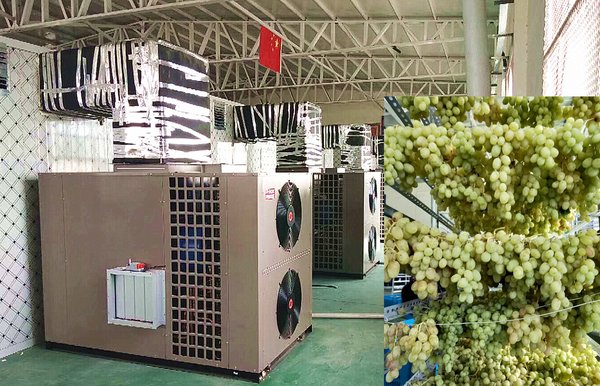 The photo shows the application of PHNIX heat pump dryer for grape drying in China.