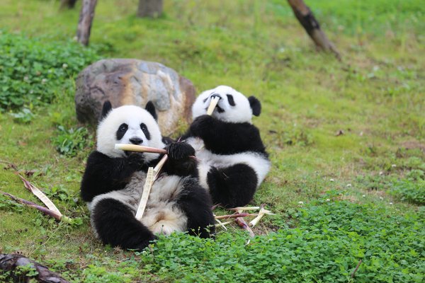 四川省臥竜自然保護区のパンダ