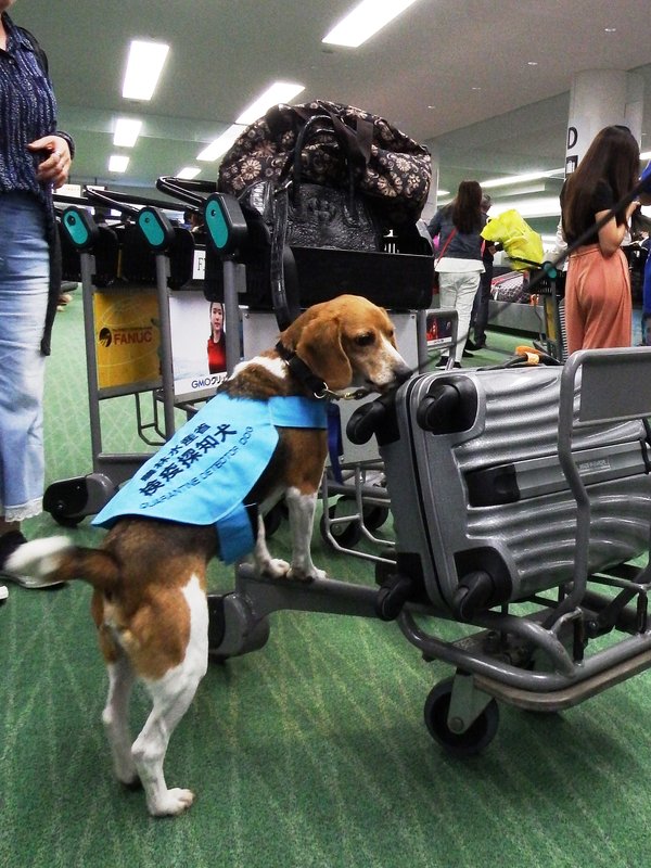 Dogs trained to detect passengers' hand-luggage