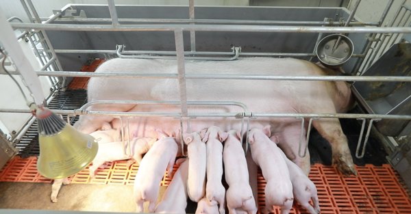 新希望六和六月份生猪销量同比增长29%