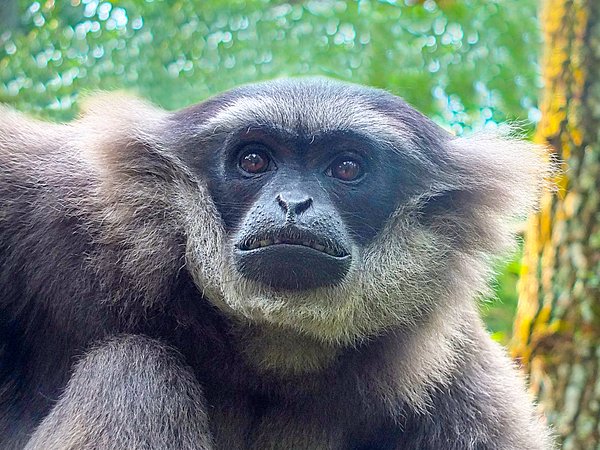 Bali Zoo Has Successfully Released an Endangered Silvery Gibbon into The Wild