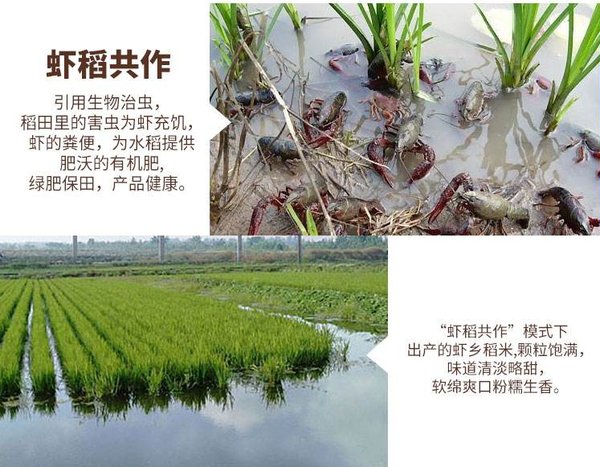 响应国家生态农业发展，中伦农业解析大力布局稻虾产业意义