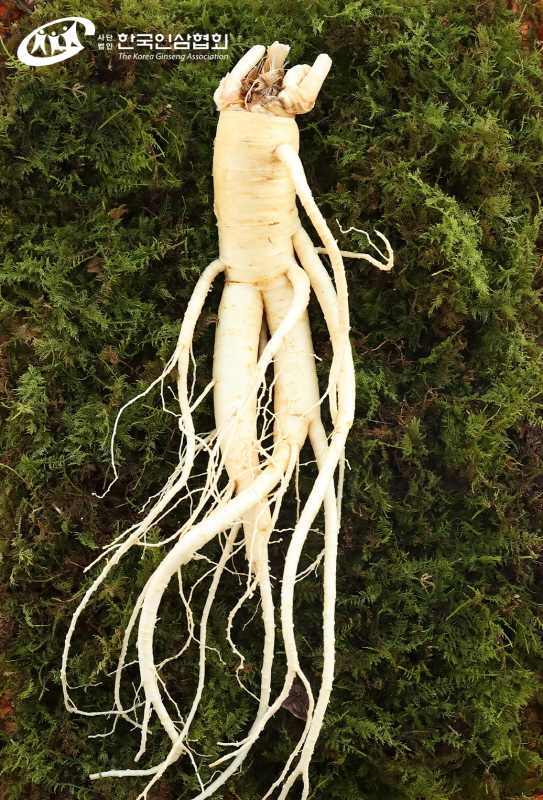 The Korea Ginseng Association, Introduces the History and Value of the Korean Ginseng