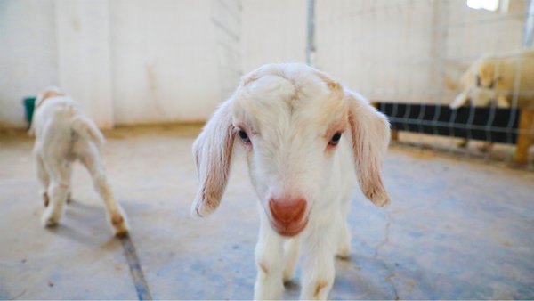 元龙湾MOUMOU海岛农场2019年9月7日出生的小羊双胞胎