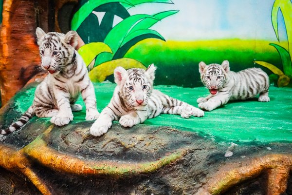 清迈夜间野生动物园开放中国白虎“赵进”的3只白虎宝宝