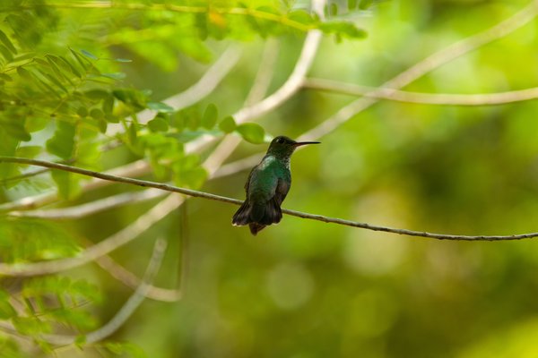 巴西旅游局大力推广生态旅游 特色观鸟活动引人瞩目