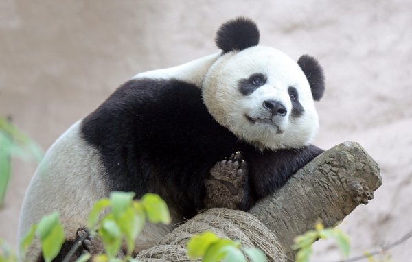 Hikvision provides high resolution cameras to Moscow Zoo for panda observation